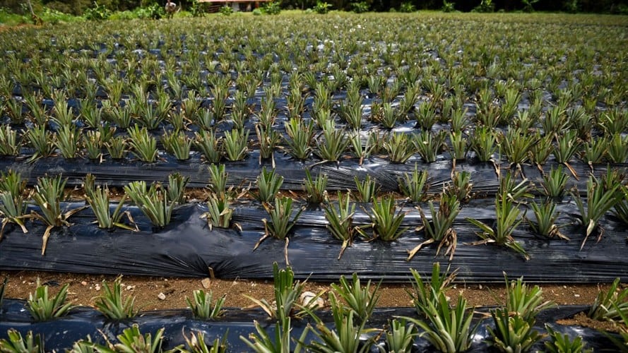 Se logró acuerdo con Perú para exportar productos del campo colombiano desde septiembre. Foto: Getty Images