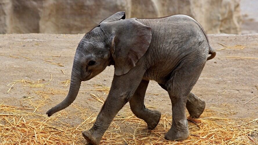 La vida de un elefante de sabana africano es de unos 55 años en la naturaleza. Foto: José Castañares / AFP