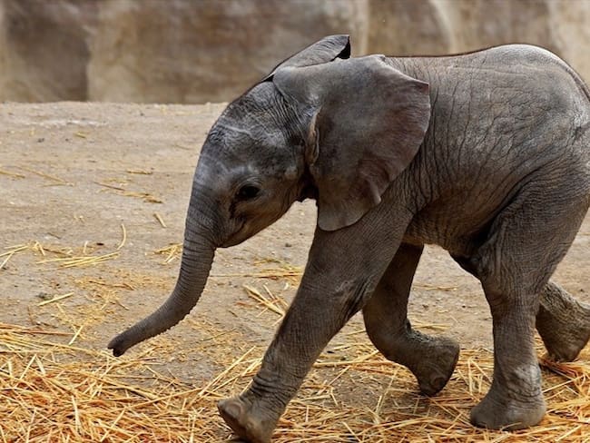 La vida de un elefante de sabana africano es de unos 55 años en la naturaleza. Foto: José Castañares / AFP