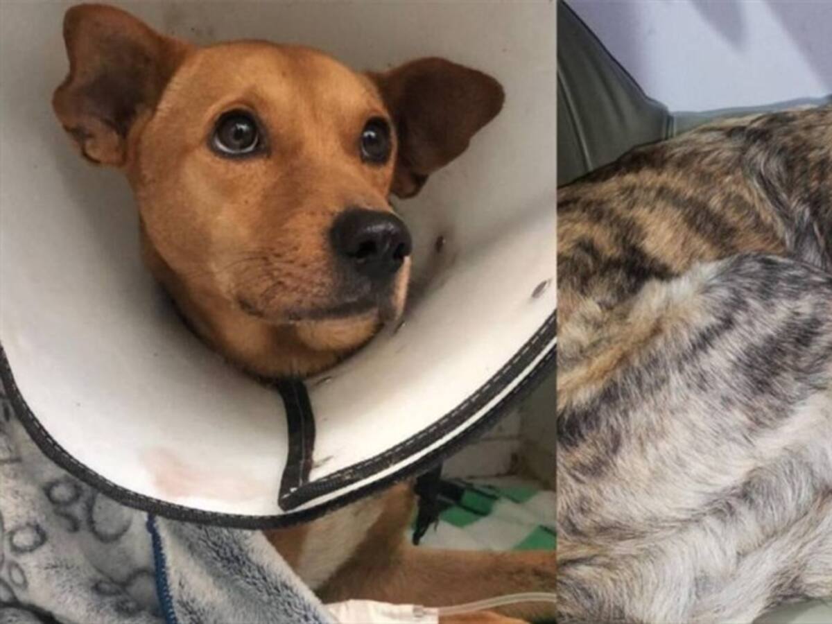 Dos perros fueron abusados sexualmente en Risaralda