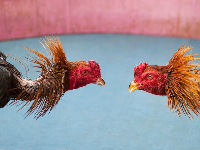 Imagen de referencia de pelea de gallos. Foto: Getty Images