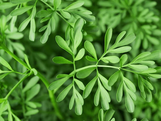 Ruda, planta. Foto: Getty Images.