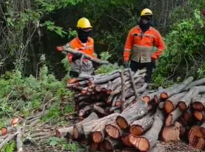 Tala de árboles. Foto: CORPAMAG