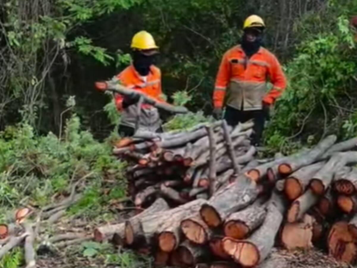 CORPAMAG se pronuncia frente a denuncias por talas en el corregimiento de Bonda