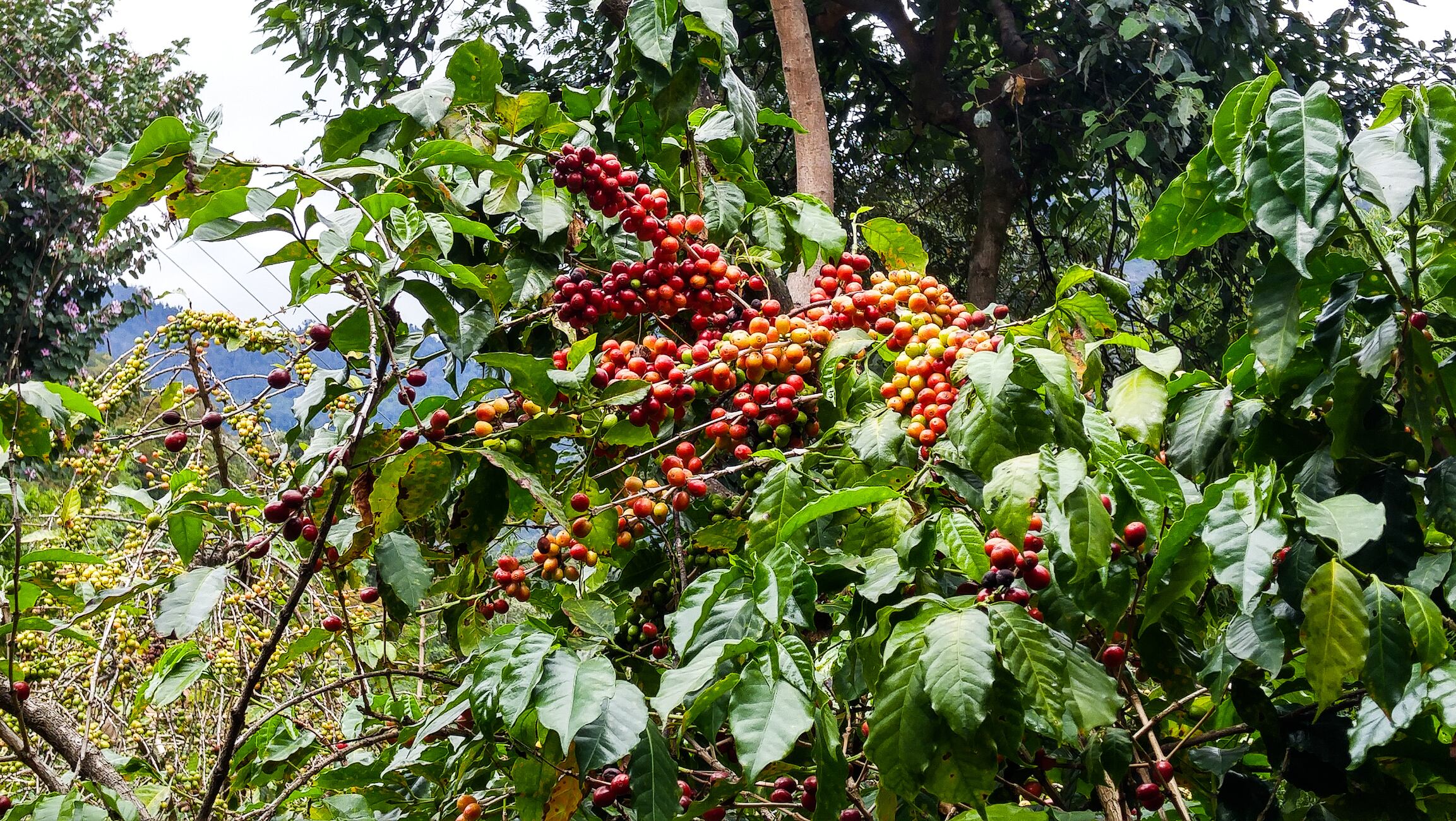 San Marcos La Laguna area, Guatemala 12/01/2016: A vibrant scene of bright red coffee beans growing on on the volcanic fertile slopes of Lake Atitlán.