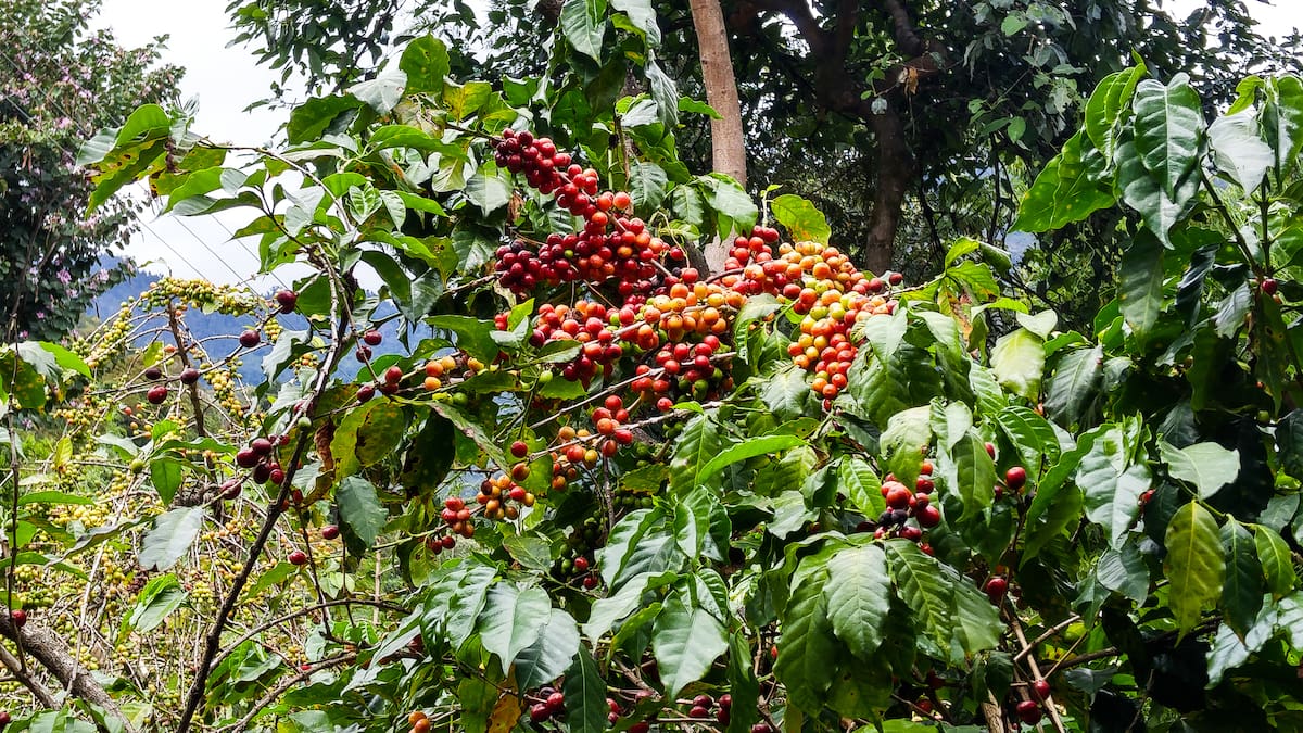 ‘La biodiversidad del banano y el café en el Magdalena depende de la calidad del suelo’: WWF Colombia