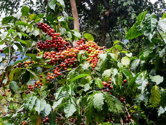 ‘La biodiversidad del banano y el café en el Magdalena depende de la calidad del suelo’: WWF Colombia