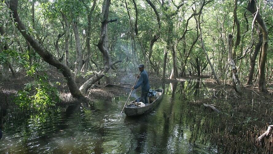 Parques Nacionales advierte de los riesgos en la intervención de la Ciénaga Grande de Santa Marta. Foto: Colprensa