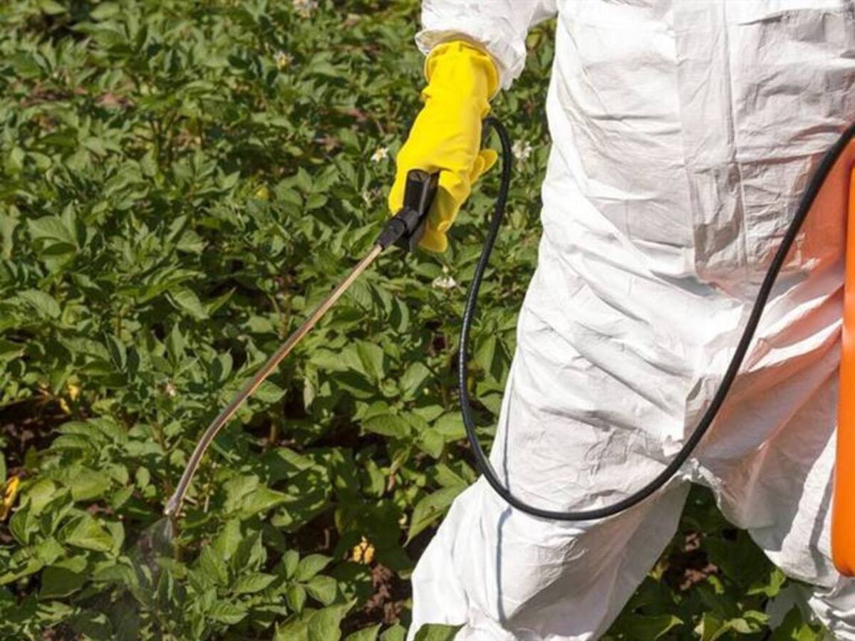 Inhalación de pesticida habría causado la intoxicación de 26 menores en Pereira