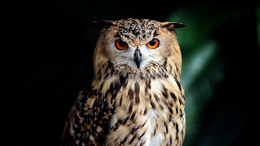 En México, apredearon lechuza por creer que "avisaba la muerte". Foto: Getty Images