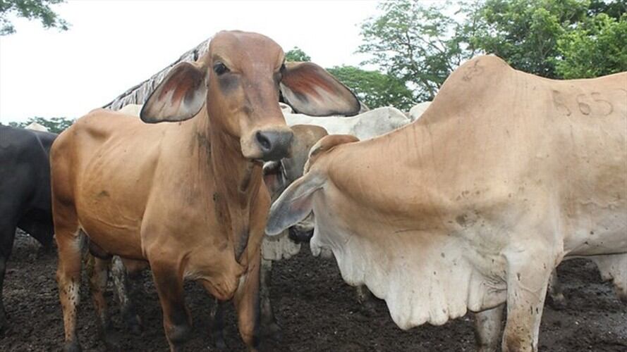 Nuevo foco de aftosa afectará las exportaciones cárnicas del último trimestre del año. Foto: Colprensa