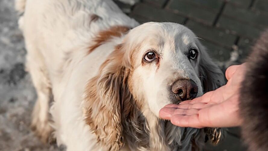 ¿Los perros podrían detectar la COVID-19 en humanos?. Foto: Getty Images
