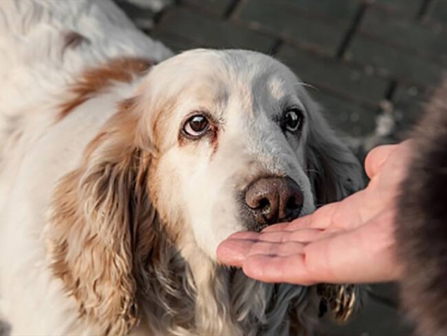 ¿Los perros podrían detectar la COVID-19 en humanos?. Foto: Getty Images
