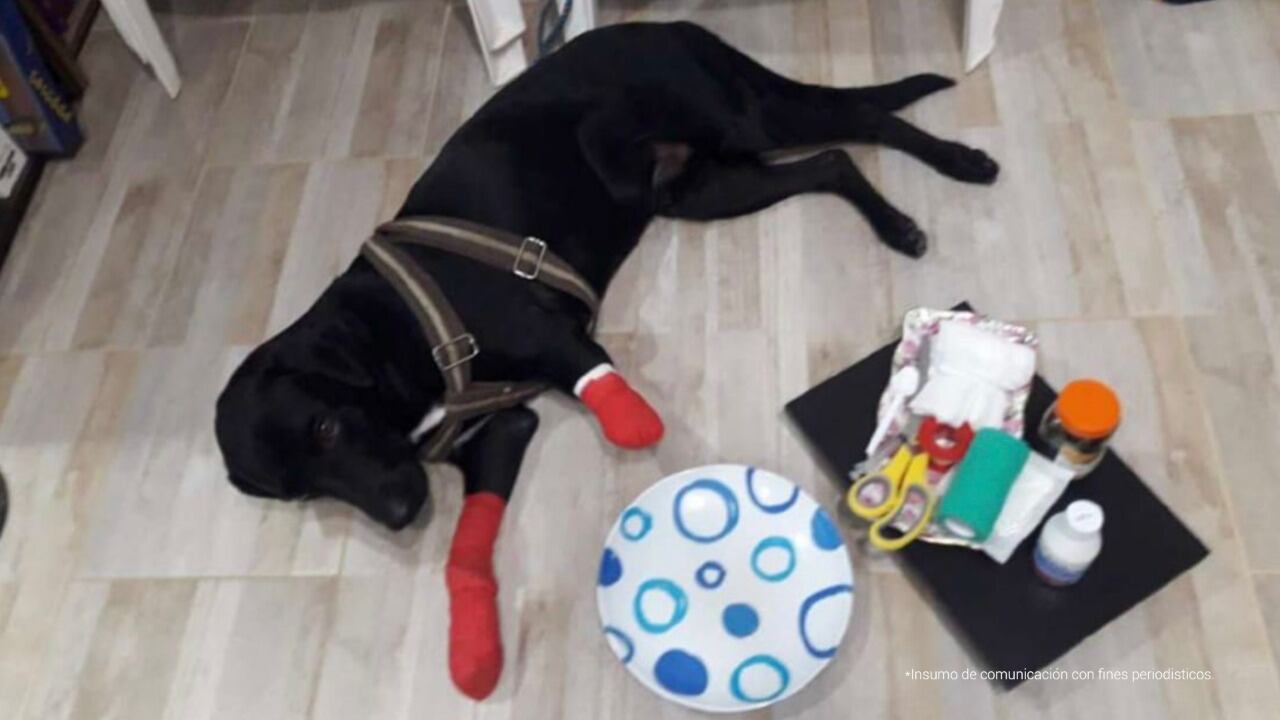 ‘Mailot’, el perro que sufrió amputación luego de ser agredido con una guadaña. Foto: Fiscalía General de la Nación.