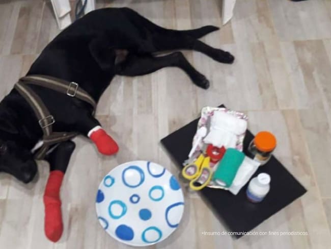 ‘Mailot’, el perro que sufrió amputación luego de ser agredido con una guadaña. Foto: Fiscalía General de la Nación.