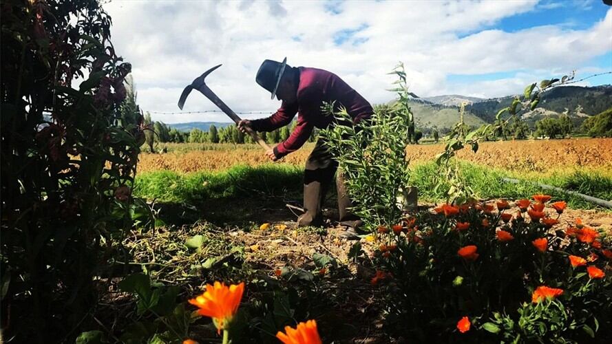 Según los campesinos, los bancos siguen tratando igual nuestras deudas los insumos no han bajado.. Foto: La W