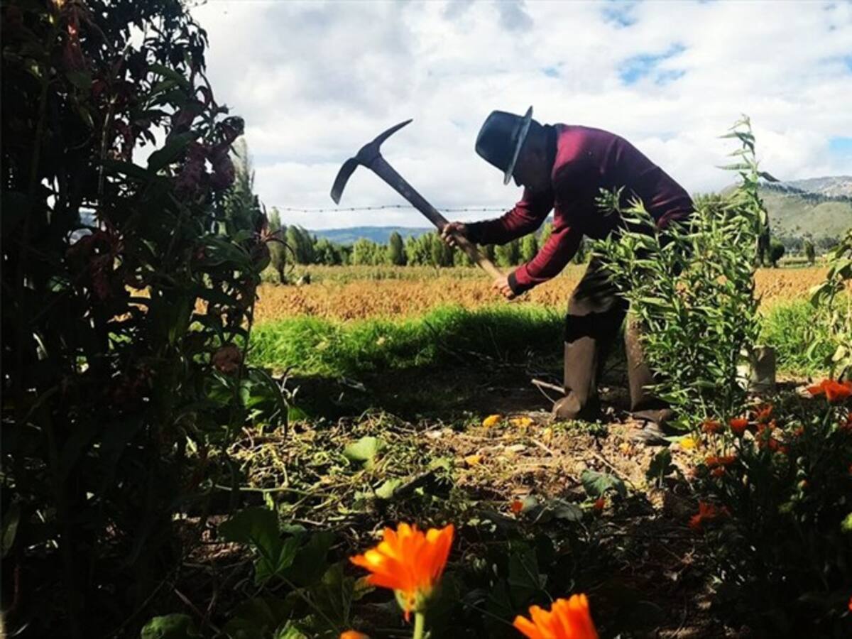 Con o sin coronavirus hay que seguir trabajando, dice productora de papa en Samacá, Boyacá