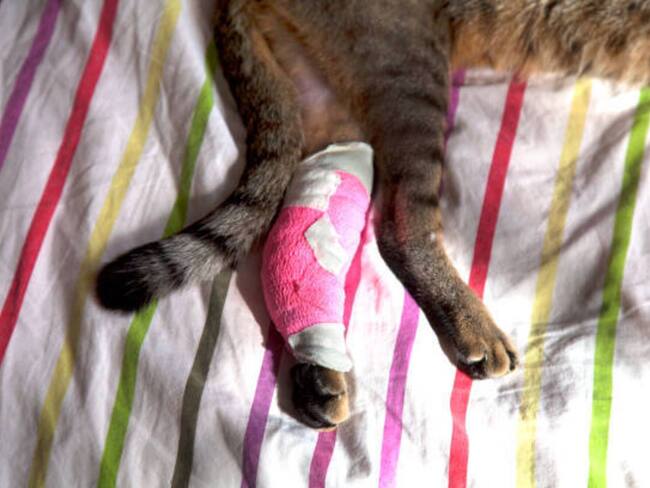 Imagen de referencia/ Getty Images