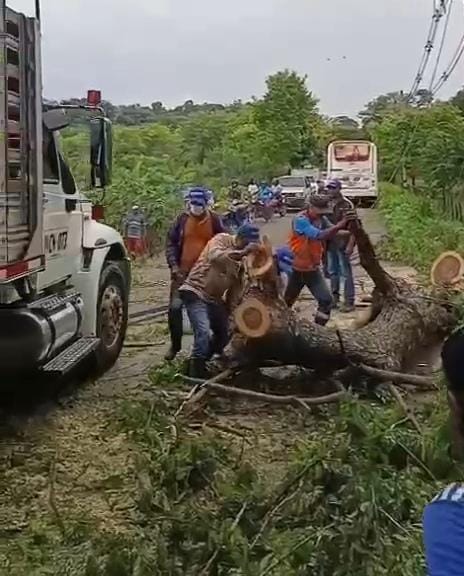 Emergencia en Puerto Escondido, Córdoba: fuertes vientos derribaron enormes árboles en la zona. Foto: captura de video.