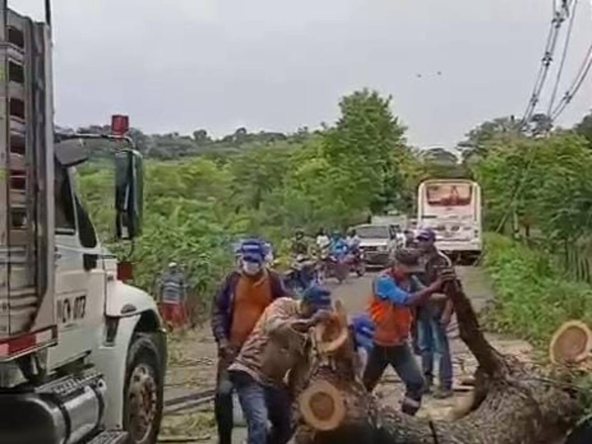 Emergencia en Puerto Escondido, Córdoba: fuertes vientos derribaron enormes árboles en la zona