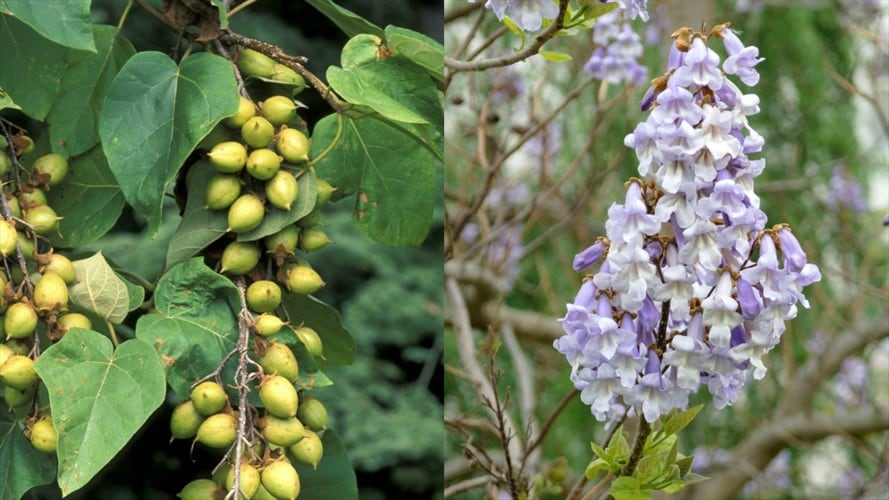 Se ordenó abstenerse de utilizar la especie Paulownia Tomentosa para actividades de reforestación y suspender las que ya estén en marcha. Foto: Getty Images
