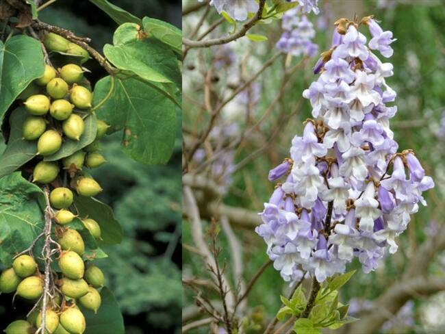 Se ordenó abstenerse de utilizar la especie Paulownia Tomentosa para actividades de reforestación y suspender las que ya estén en marcha. Foto: Getty Images