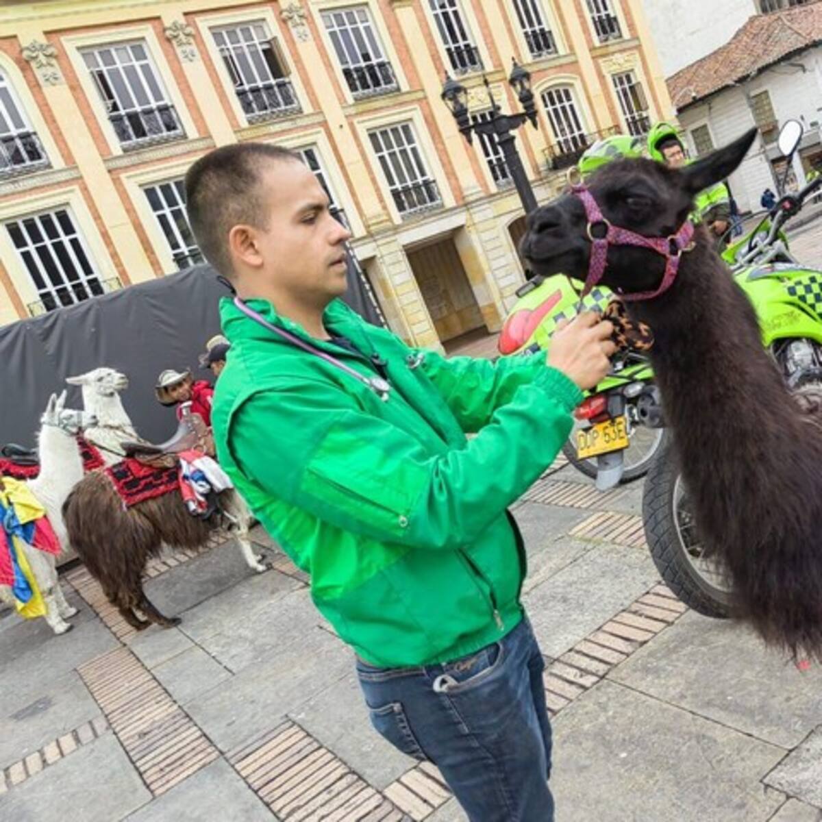 Llameros estarían presionando a turistas para que se tomen fotos con llamas en Bogotá
