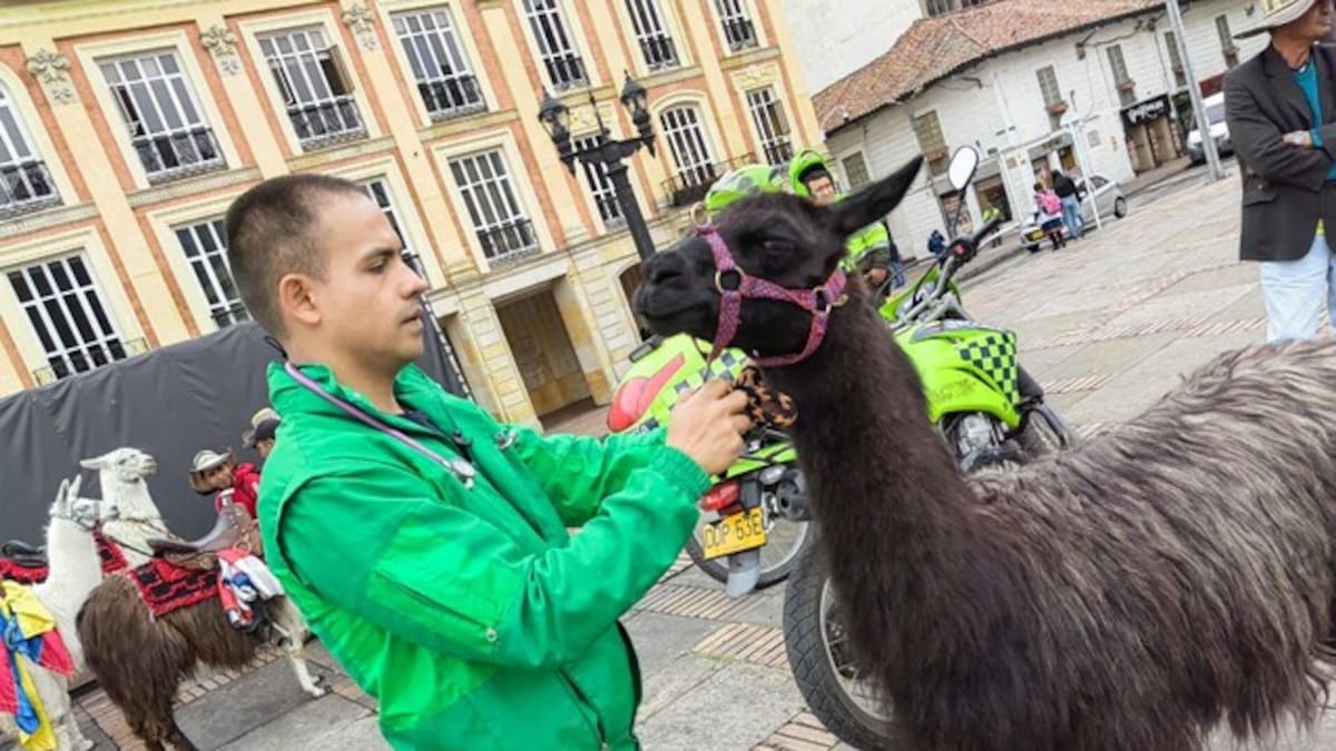 Se suspende explotación turística de las llamas en Bogotá: inicia censo para su reemplazo