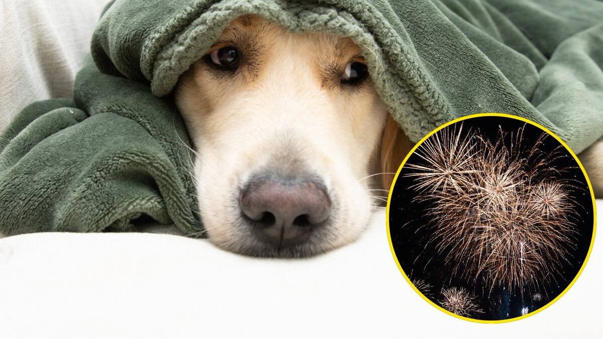 ¿Cómo afecta la pólvora a las mascotas? Experto explicó impactos