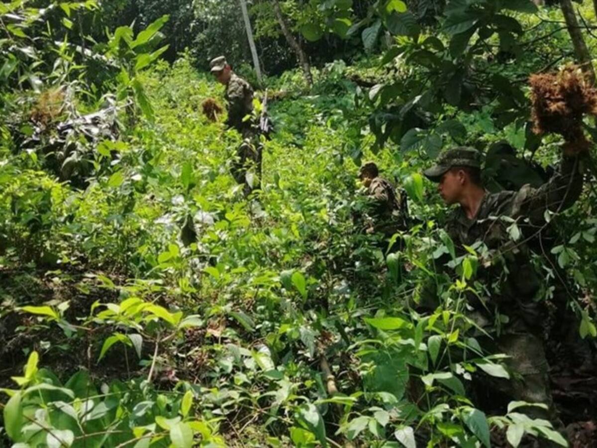 En la Serranía Las Quinchas más de 16.000 planta de coca fueron erradicadas