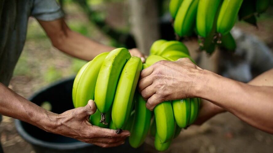 El Ica con gremios avanzan en plan de contingencia para atender plaga en campos bananeros. Foto: Colprensa