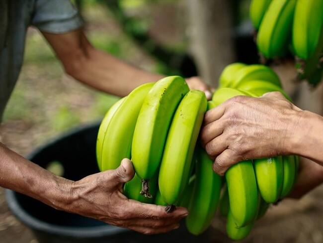 El Ica con gremios avanzan en plan de contingencia para atender plaga en campos bananeros. Foto: Colprensa