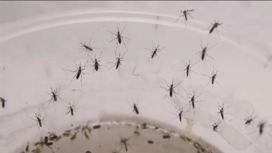 Alerta por dengue en Santander . Foto: secretaría de salud.