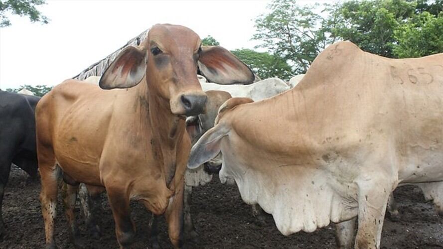 Ganadería  Foto: Colprensa