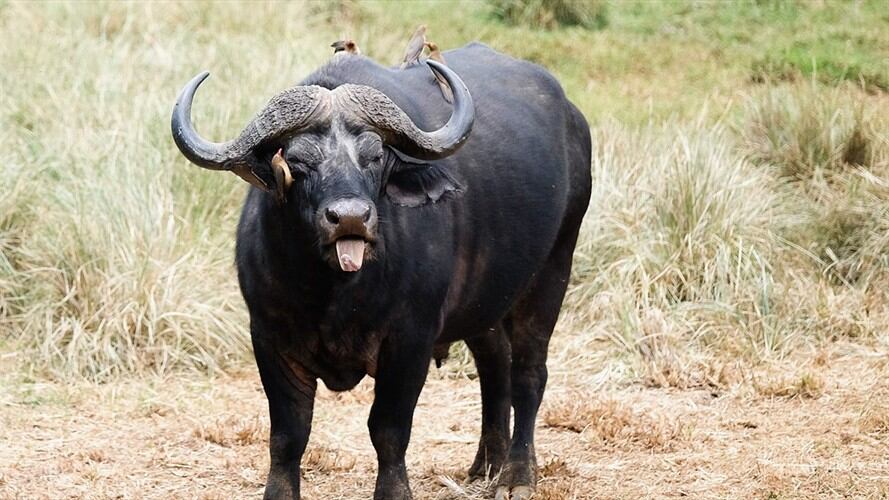 Búfalo se estrella con una camioneta mientras intenta huir  de leones. Foto: Getty