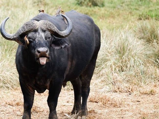 Búfalo se estrella con una camioneta mientras intenta huir de leones. Foto: Getty