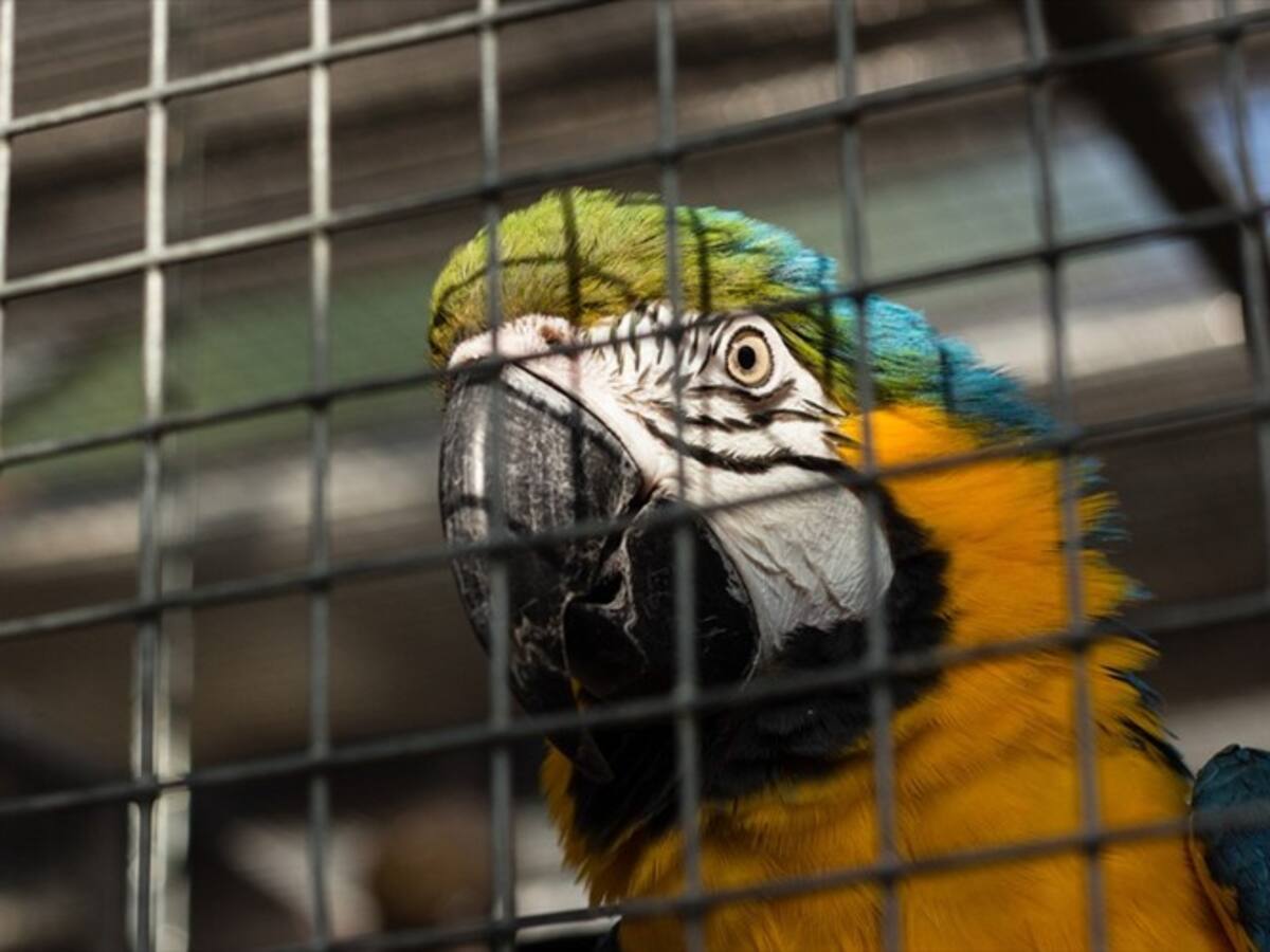 El estado de estos animales era absolutamente dramático: concejal de Bogotá Andrea Padilla