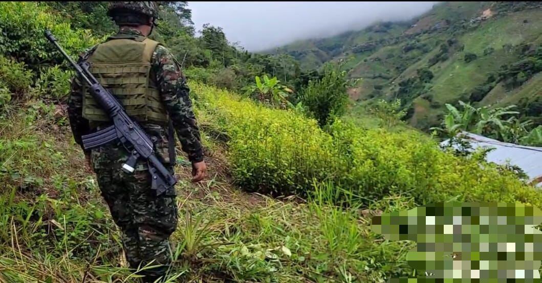 Semillero de hojas de coca en Hacarí. Foto: Ejército.