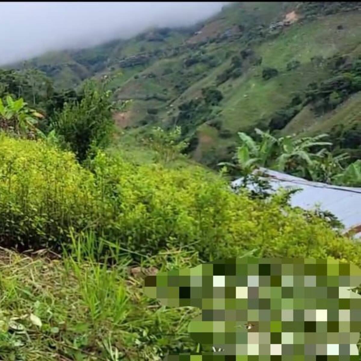 Ejército destruyó semillero con más de 30.000 plántulas de hoja de coca en el Catatumbo