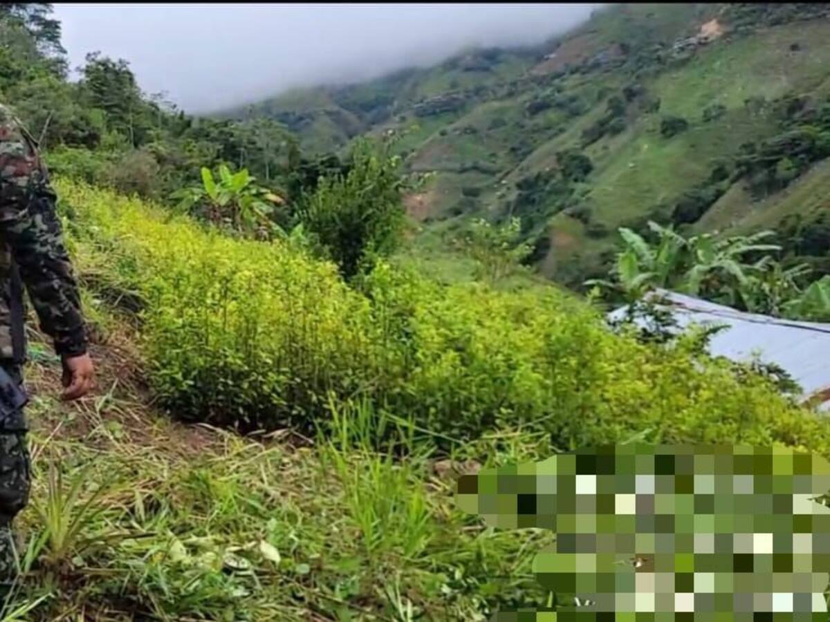 Ejército destruyó semillero con más de 30.000 plántulas de hoja de coca en el Catatumbo