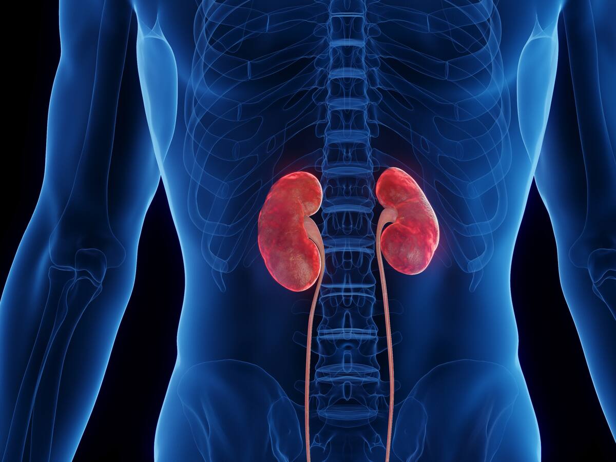 ¿Cómo podría saber si sus riñones están fallando? Experta explicó las causas más comunes