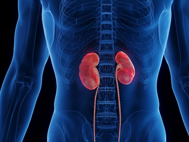 ¿Sabe si sus riñones están fallando? Experta explicó las causas más comunes de las fallas renales