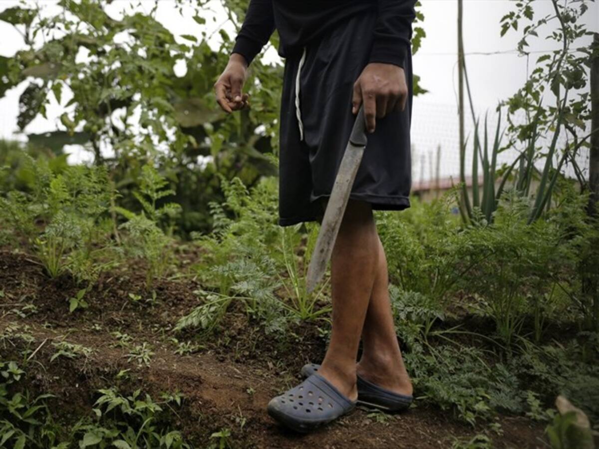 Piden garantías para los excombatientes de las Farc en Cauca