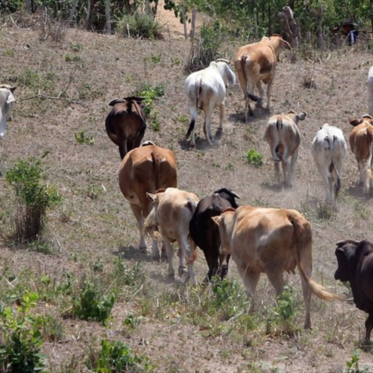 Avanza exitosamente en el país el ciclo de vacunación contra la aftosa: Fedegán