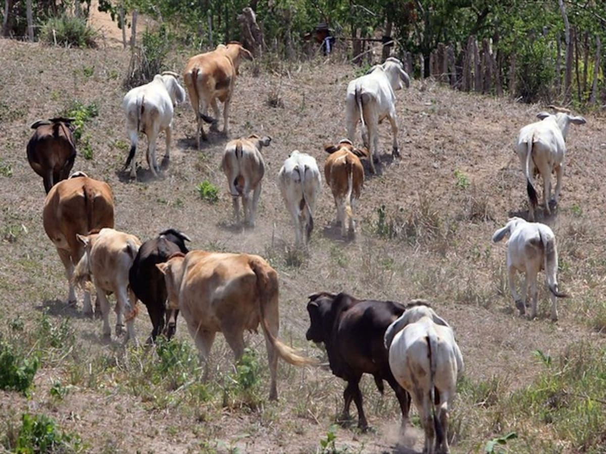 Avanza exitosamente en el país el ciclo de vacunación contra la aftosa: Fedegán