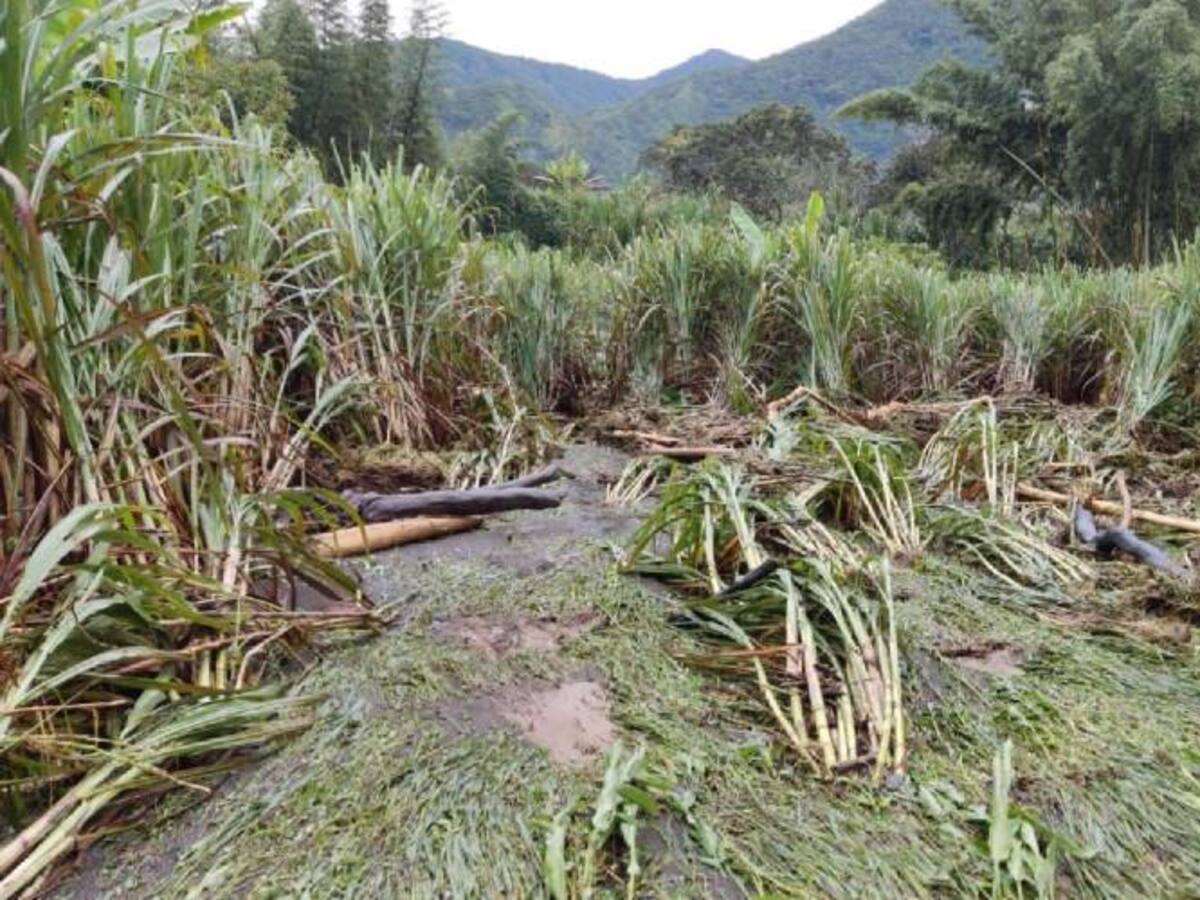 Desbordamiento de río en Santander afectó cultivos y ganado