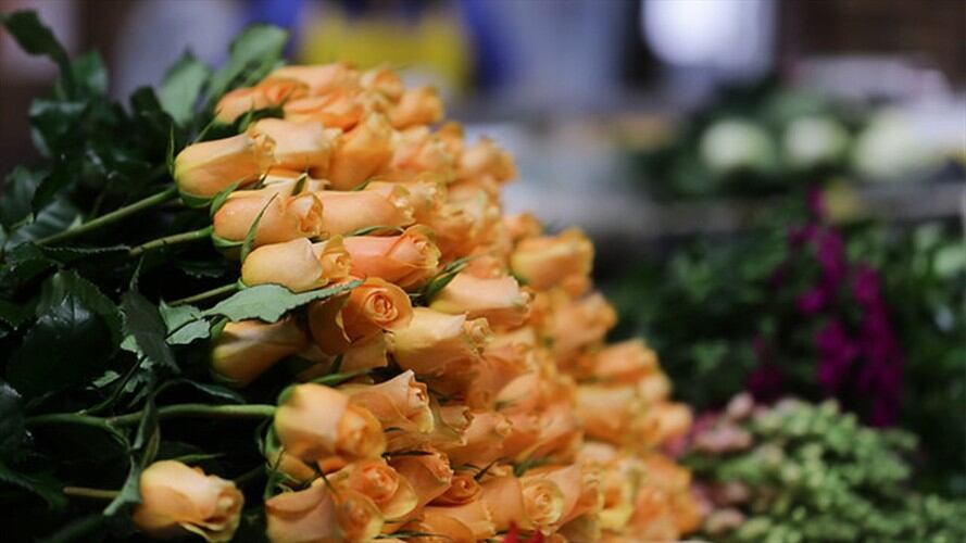 En el día de San Valentín, más de 1 millón de flores de Boyacá llegan a EEUU. Foto: Colprensa