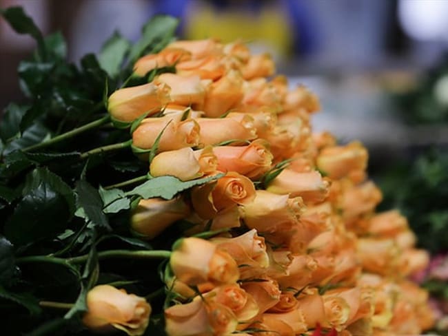 En el día de San Valentín, más de 1 millón de flores de Boyacá llegan a EEUU. Foto: Colprensa