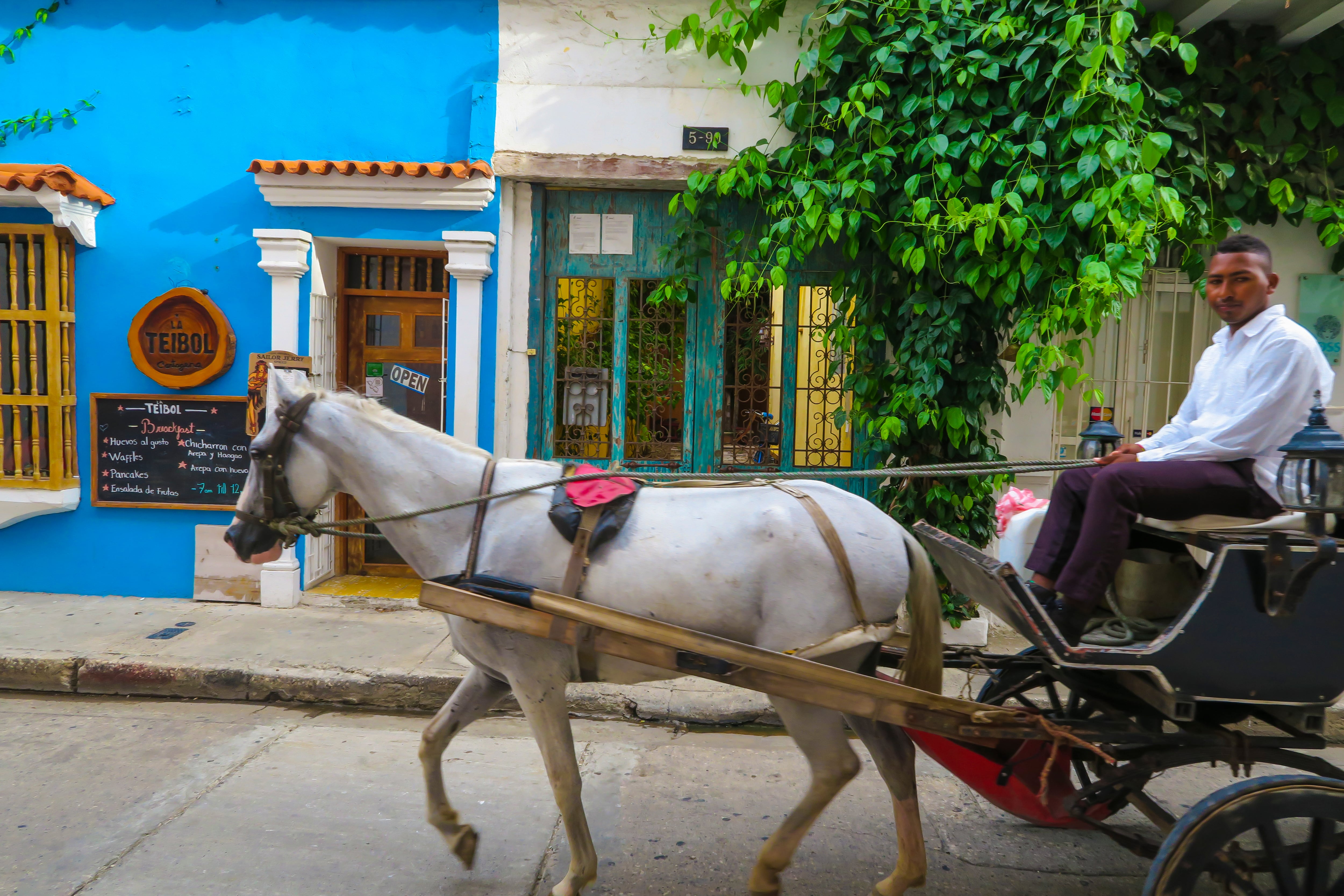 Cochero local conduciendo un carruaje tirado por caballos en las calles el 14 de agosto de 2016 en Cartagena, Colombia. Foto de EyesWideOpen/Getty Images.