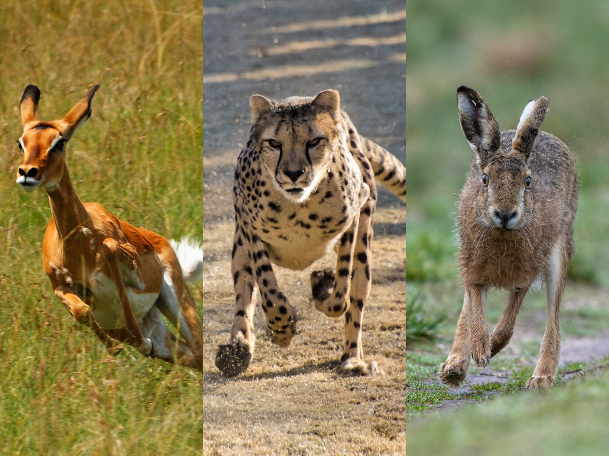 Antílope impala, guepardo y liebre parda. Fotos: Getty Images.